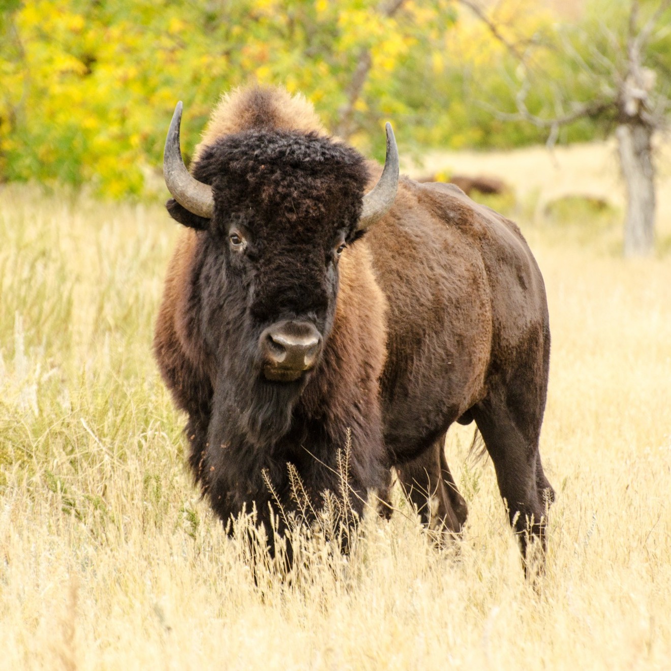 Awes Rider Buffalo Rider's Early Intervention Program | Nanaadawegaming